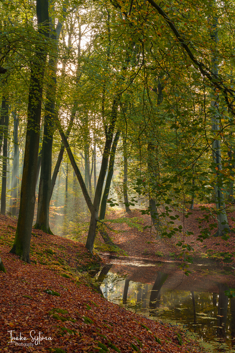 Zonneharpen in het bos