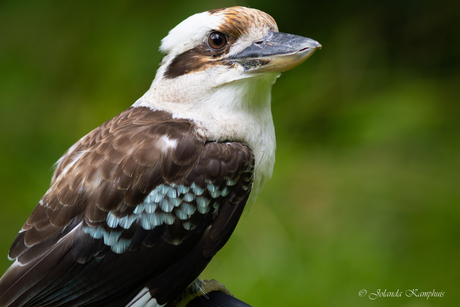 Kookaburra