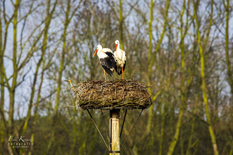 Ooievaar die stuk van zijn poot mist! 