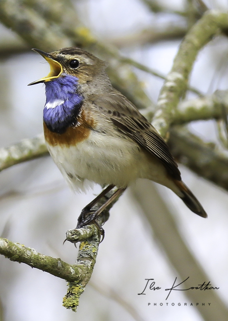 Blauwborst zingt uit volle borst