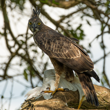 Crested Hawk Eagle met prooi 