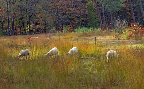 Schapen