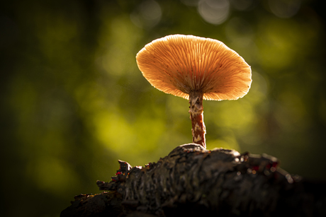 paddenstoel in regenlicht