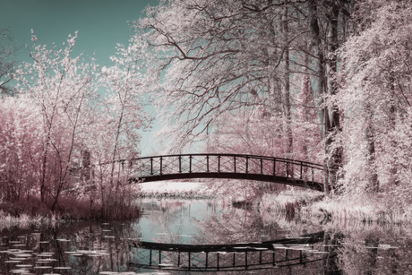 Brug in bos 