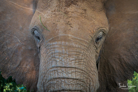 Close-up van afrikaanse olifant