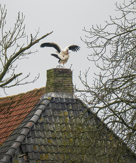 Parende ooievaars op zondag....