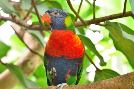Parrot posing