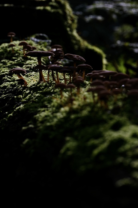 Paddenstoelen op een omgevallen boom