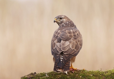 Buizerd