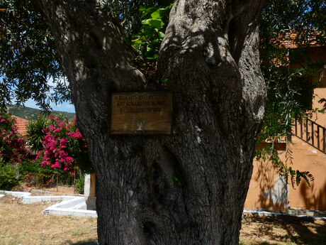 Eeuwenoude olijfboom