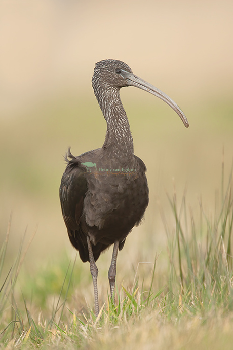 Zwarte Ibis