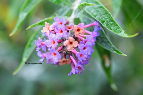 Vlinderstruik (Buddleja)