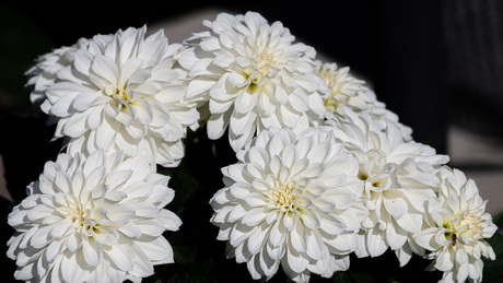Witte tuin Chrysant