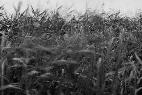 Riet wuivend in de wind