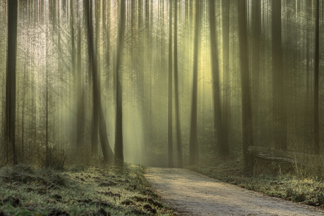 Wandelen in de Veluwe.