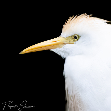 Portret van een koereiger
