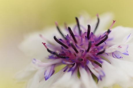Close-up van bloem