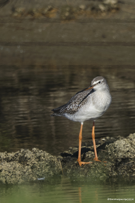 Zwarte ruiter in winterkledij