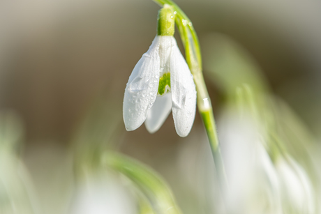 Sneeuwklokje