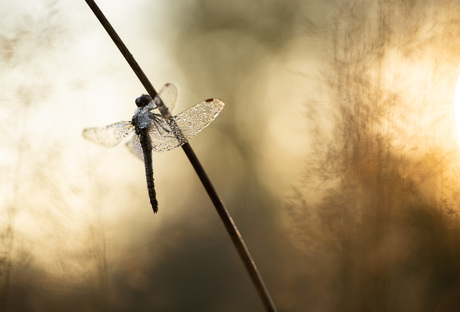 Dragonfly