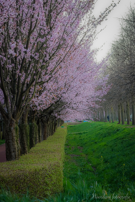 Prunussen in de bloesem 