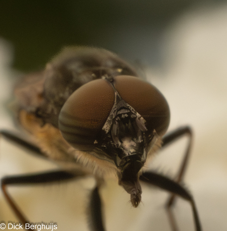 sprinkhaanvlieg