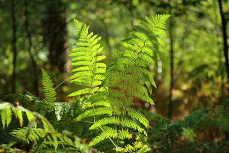 Objectieven kijken zich lens de natuur in