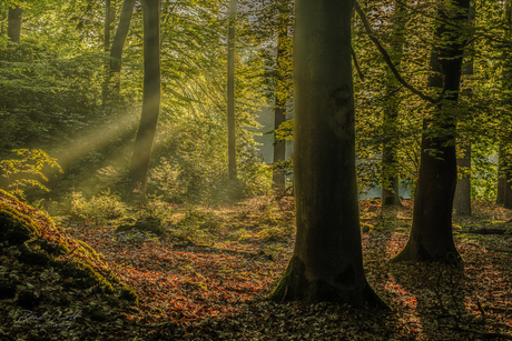 Ochtend in de bossen