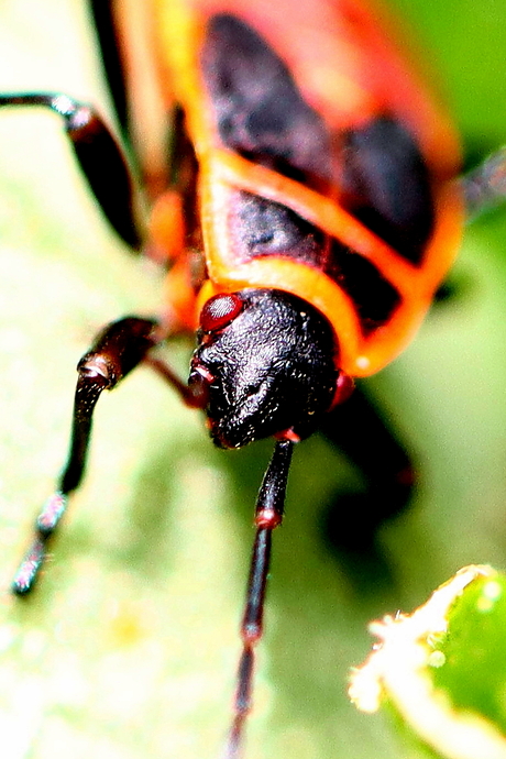 Vuurwants/lygaeus kalmii