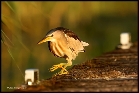 Woudaapje op wandel in het eerste zonlicht