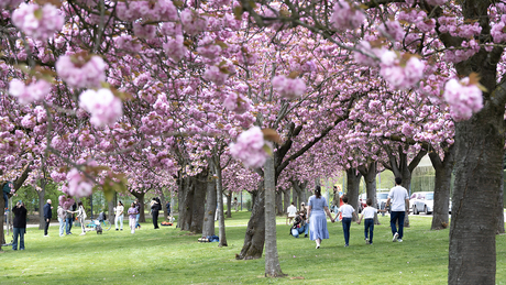 Mensen en Bloesem...