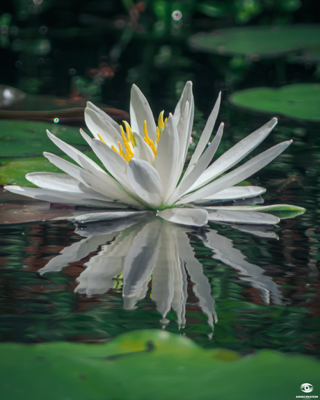 Waterlelie  in refelictie in het water 