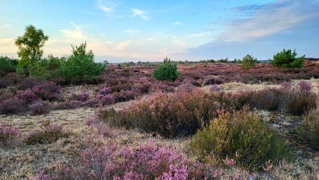 Kalmthoutse Heide