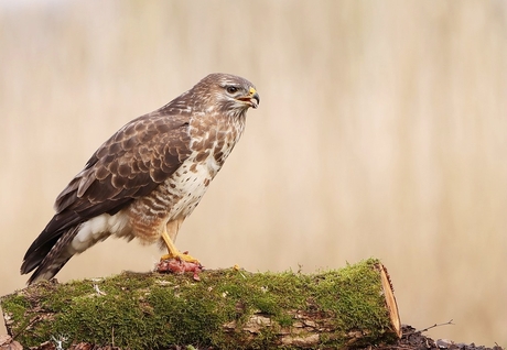 Buizerd