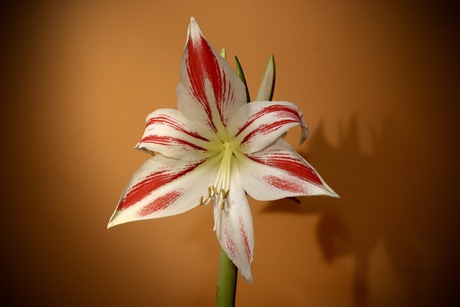 Amaryllis
