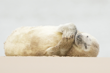 Grijze zeehond pup