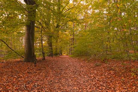 Herfstlaan