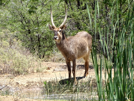 bles bok zuid Afrika