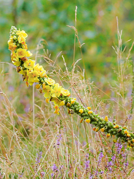 "Wilde" planten