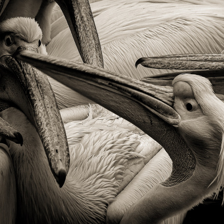 Pelican conversation