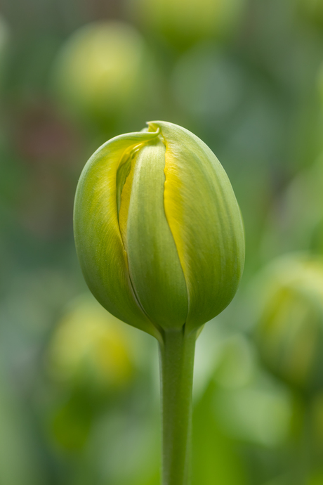 Tulp