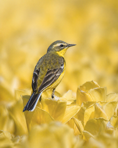 Gele kwikstaart op de tulpen