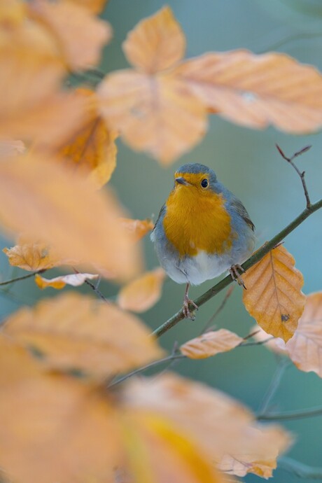 Kleuren van de herfst.