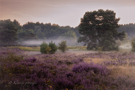 Wandeling op de Limburgse heide