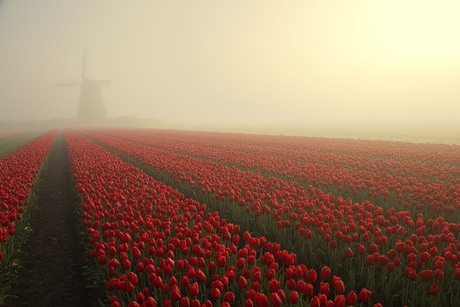 mist party