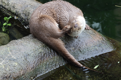 Otter heeft jeuk