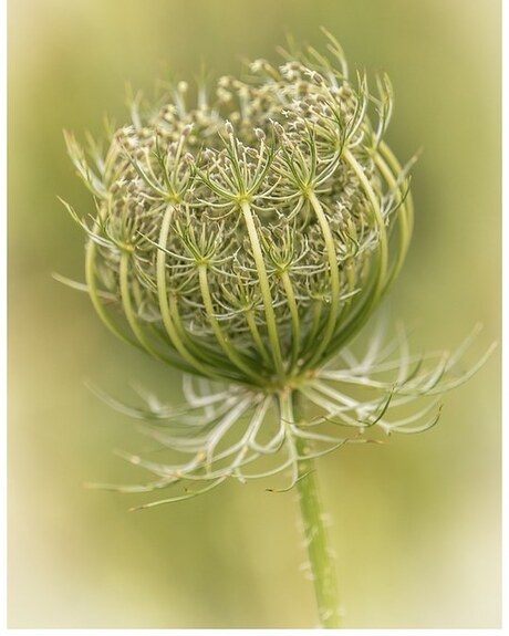 Wild carrot