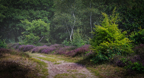 Eerste heide