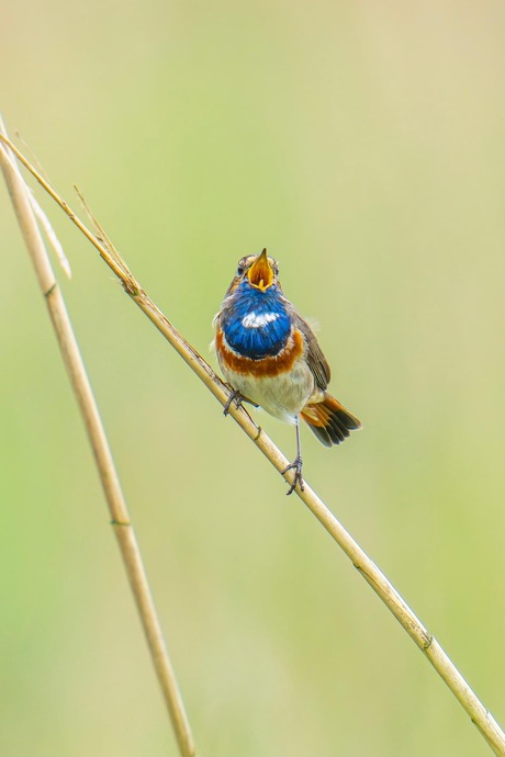 Blauwborst zingt t hoogste lied