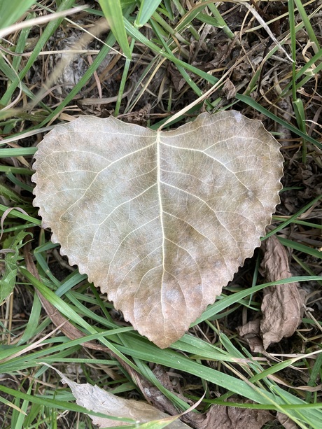 Harteblad